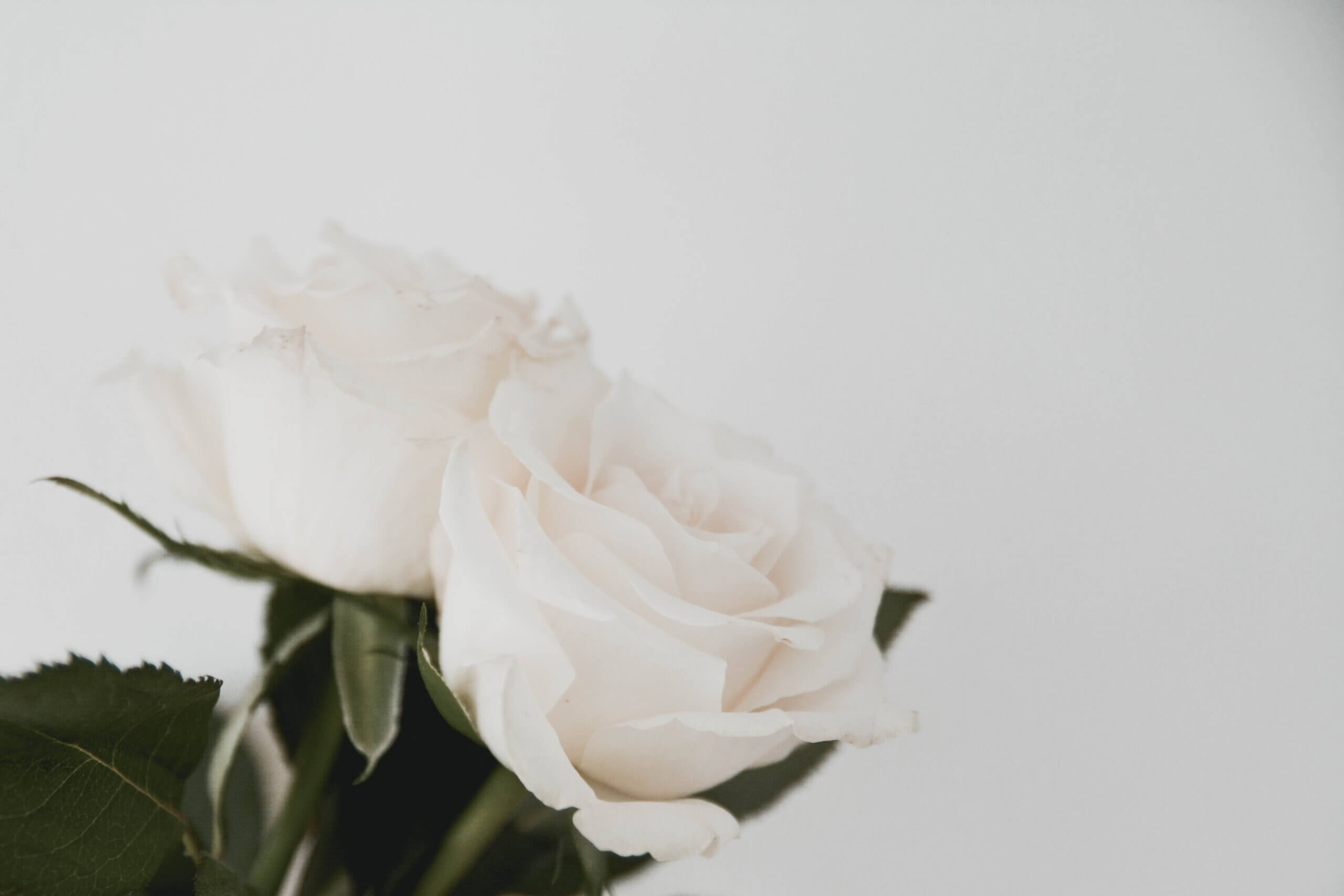 白いバラの花言葉がすごい！本数別に込められている想いを紹介 | 心の体操