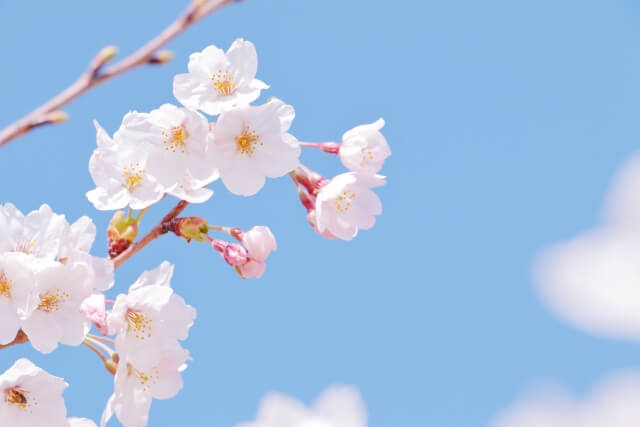 桜の花言葉は品種によって変わる！それぞれの美しい意味を紹介